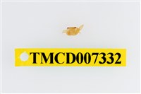 藏品(雙色澤蟹)的圖片